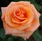 Pink Orange Rose